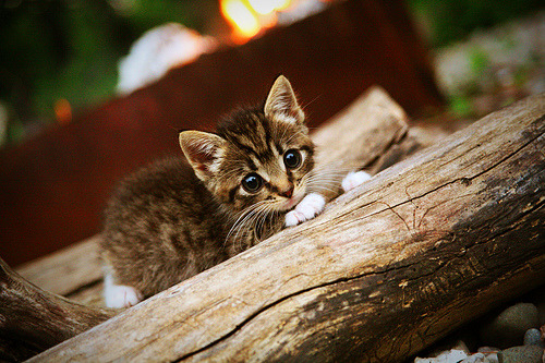 开云平台-克罗地亚男篮在欧洲锦标赛中表现出色，争夺金牌