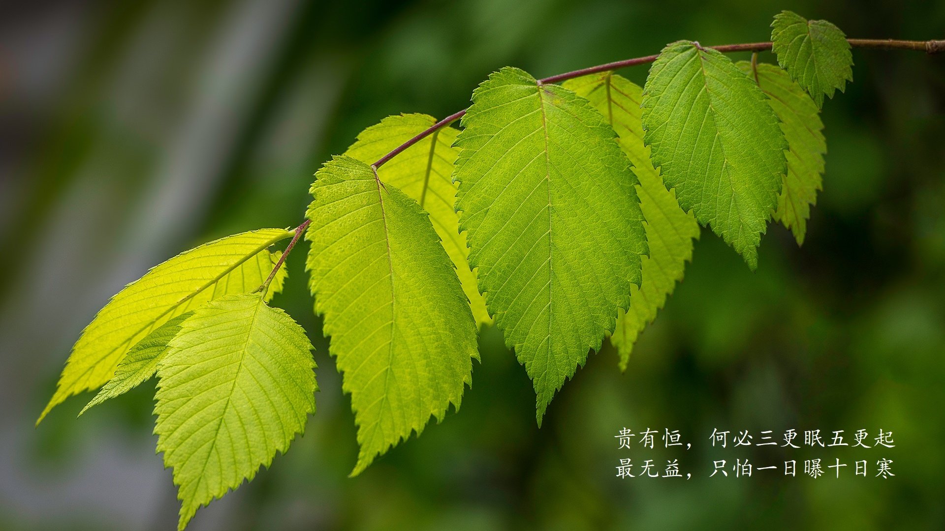 kaiyun官方网站-英超临门一脚：奇迹进球点燃现场激情，英超精彩进球集锦